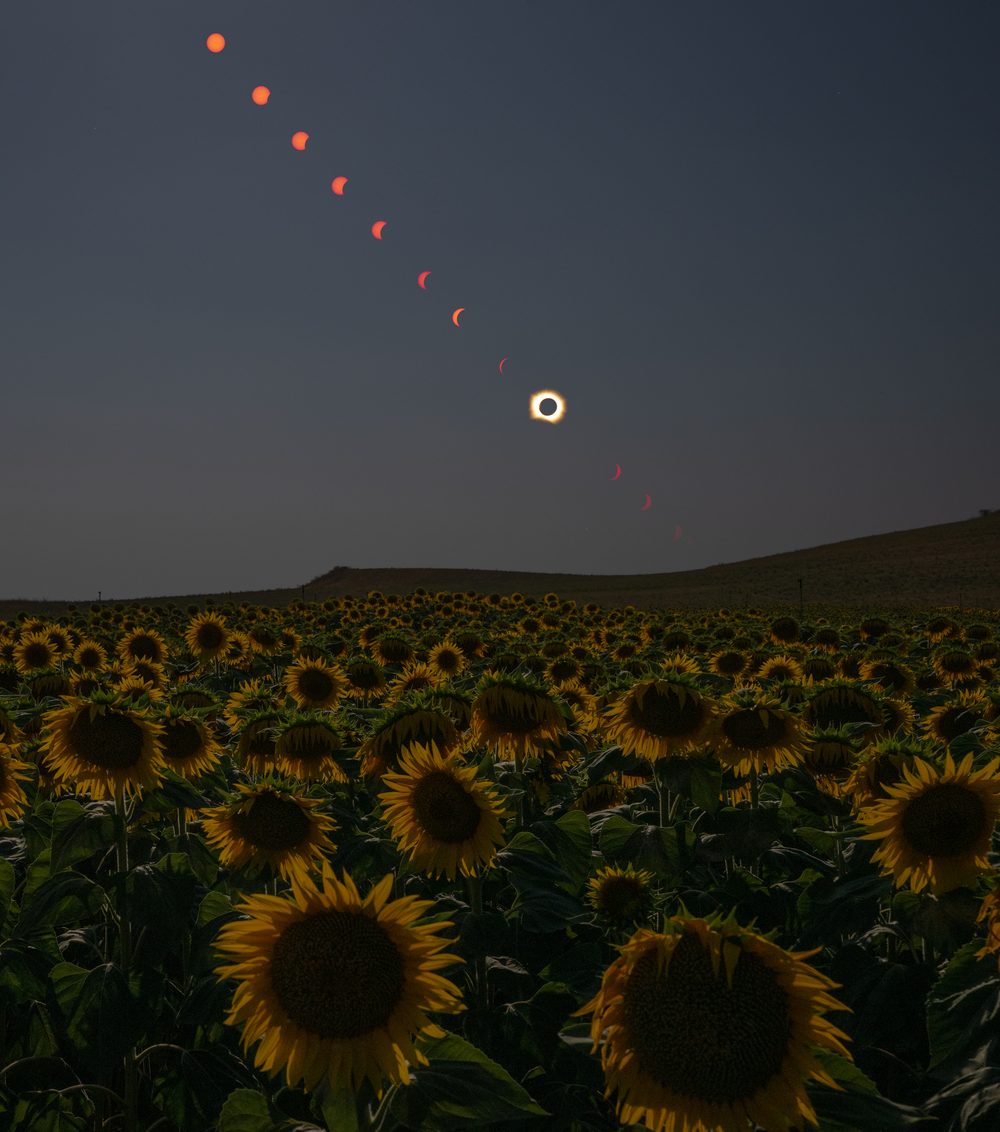 A column of small orange partial-eclipse suns descending diagonally to a ringed total eclipse, above a hillside field of sunflowers at dusk